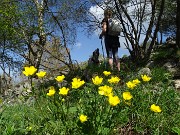 In Linzone spettacolo di narcisi e muscari con capre orobiche – 10magg22-FOTOGALLERY